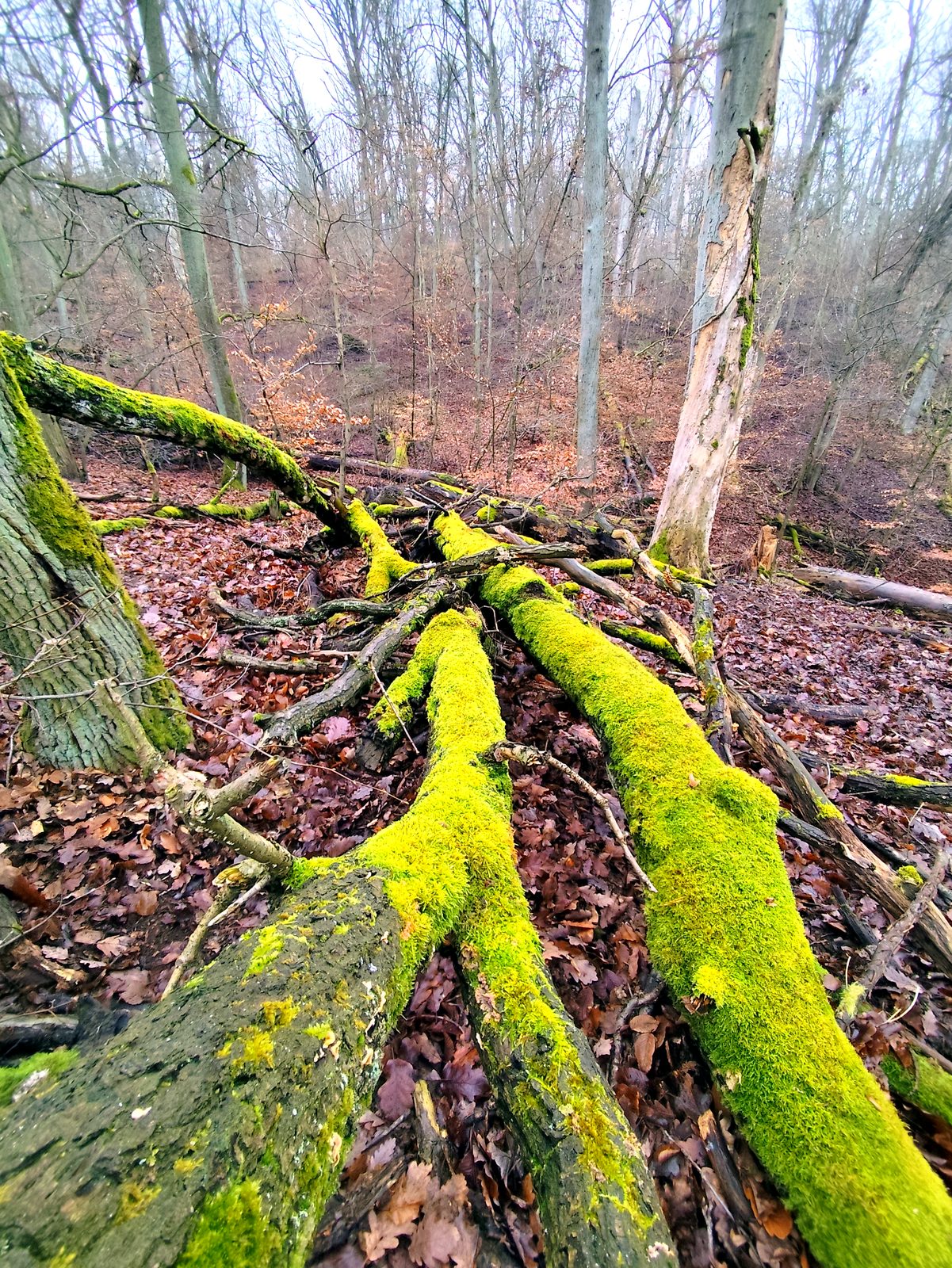 Foto vom Oderbruch-Höhenweg 10
