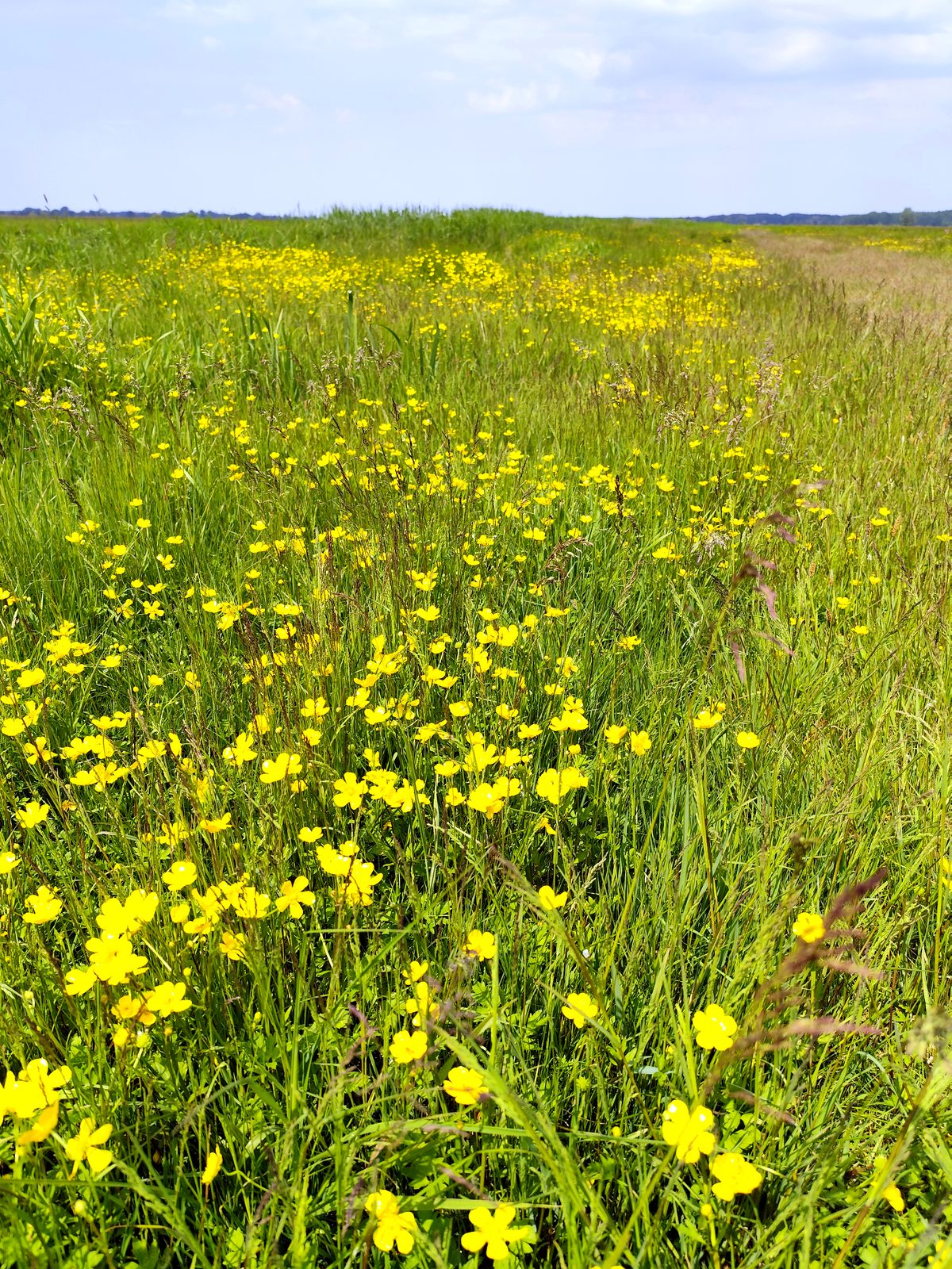 Foto vom Oderbruch-Höhenweg 12