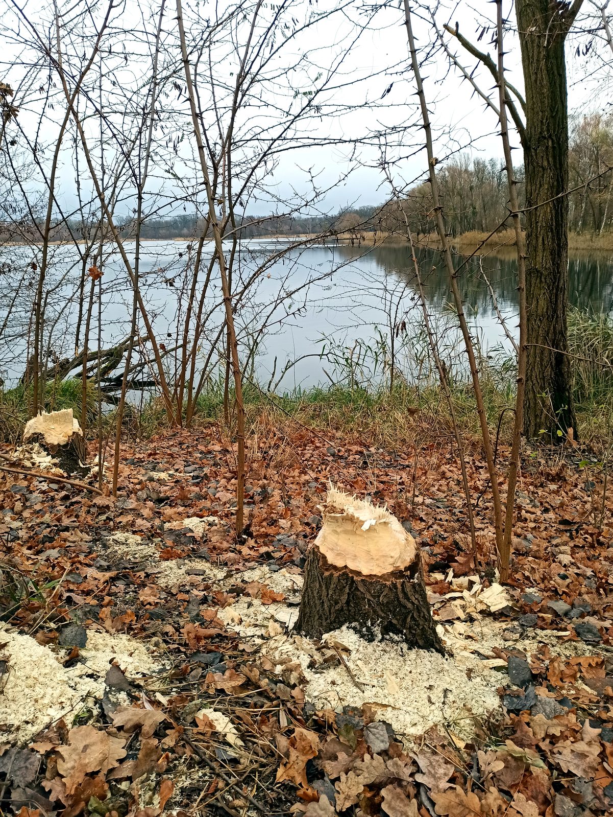 Foto vom Oderbruch-Höhenweg 22