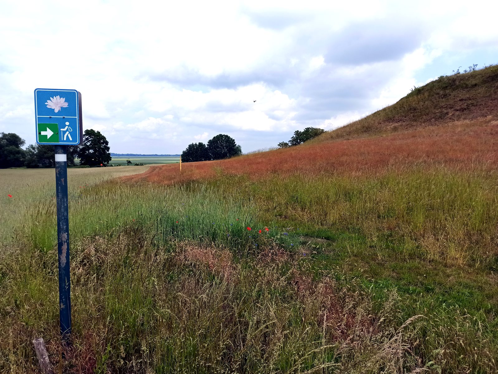 Foto vom Oderbruch-Höhenweg 35